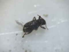 Microcylloepus