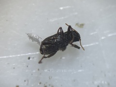 Microcylloepus