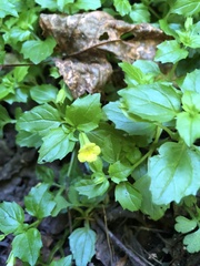 Erythranthe nepalensis