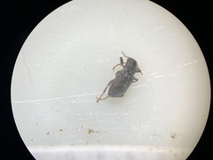 Microcylloepus