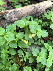 Erythranthe nepalensis