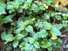 Erythranthe nepalensis