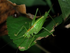 Tettigoniopsis forcipicercus