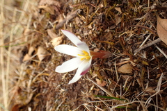 Zephyranthes andina