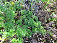 Annesorhiza macrocarpa