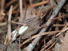 Formosatettix larvatus