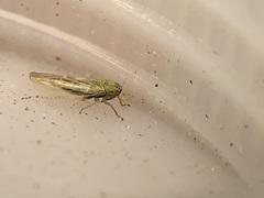 Macrosteles quadrilineatus