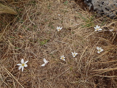 Zephyranthes andina