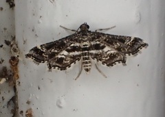 Diasemiopsis leodocusalis