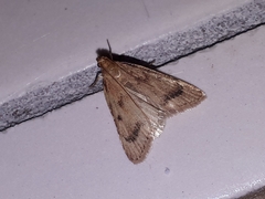 Aglossa disciferalis