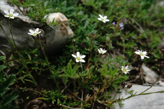 Minuartia hirsuta