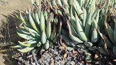 Aloe claviflora