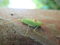 Nipponomeconema musashiense