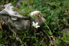 Minuartia hirsuta
