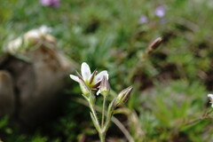 Minuartia hirsuta