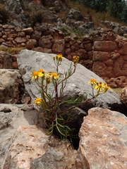 Senecio rudbeckiifolius