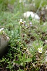 Minuartia hirsuta