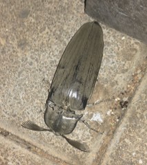 Tetralobus flabellicornis