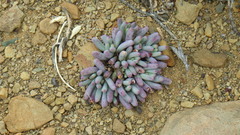 Mesembryanthemum resurgens