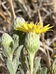 Heterotheca angustifolia