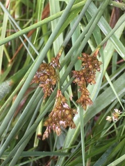 Juncus filiformis
