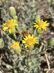 Heterotheca angustifolia