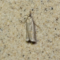 Parapediasia decorellus