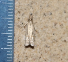 Parapediasia decorellus