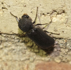 Apatides fortis