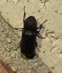 Apatides fortis
