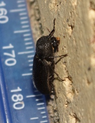 Apatides fortis