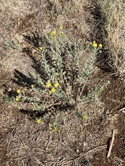 Heterotheca angustifolia