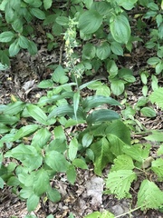 Epipactis helleborine