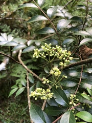 Tetradium ruticarpum