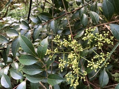 Tetradium ruticarpum