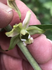 Epipactis helleborine