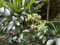 Tetradium ruticarpum