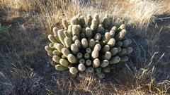 Hoodia dregei