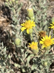 Heterotheca angustifolia