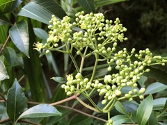 Tetradium ruticarpum