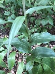 Epipactis helleborine