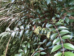 Tetradium ruticarpum