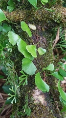Elaphoglossum peltatum f. standleyi image