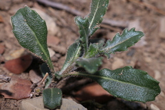Brassica dimorpha