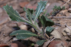 Brassica dimorpha