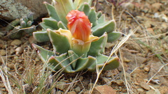 Faucaria bosscheana