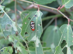 Disonycha scriptipennis