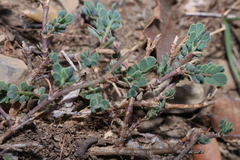 Coronilla minima lotoides