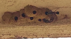 Chalybion bengalense