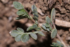 Coronilla minima lotoides